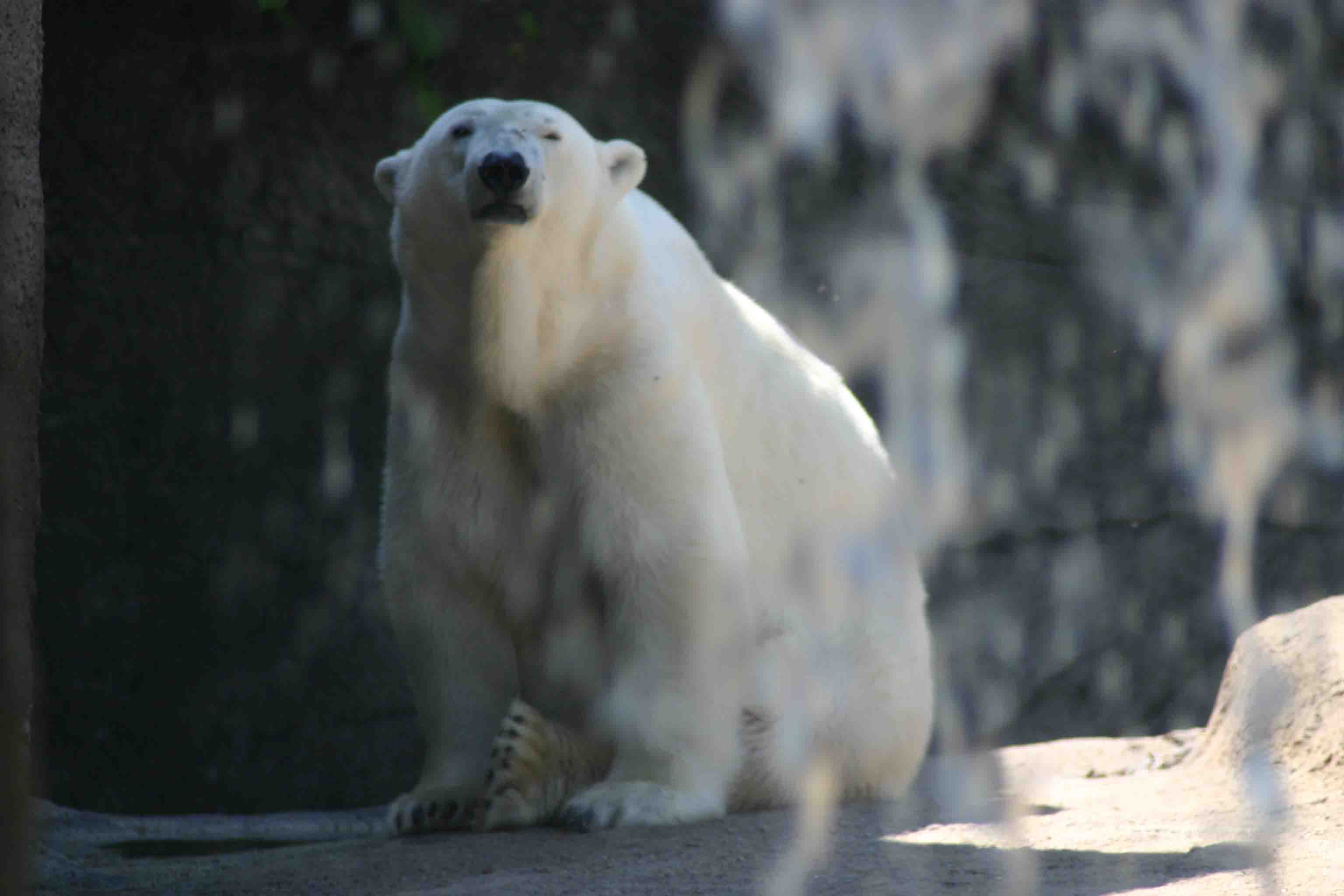 Zoo Polar Bear